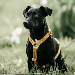 Kentucky Dogwear - Harnais pour chiens Velvet moutarde New