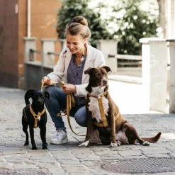 Kentucky Dogwear - Harnais pour chiens Velvet moutarde New