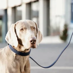 Kentucky Dogwear - Laisse en nylon tressé Plaited Nylon 200 cm Marine Sale