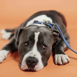 Kentucky Dogwear - Laisse de nylon tressé Plaited Nylon 200 cm clair Bleu Best