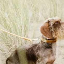 Kentucky Dogwear - Laisse pour chiens Velvet 120 cm Moutarde Jaune New