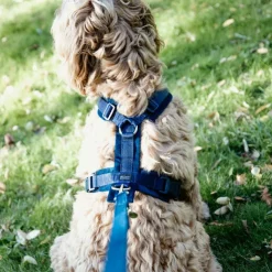 Best Kentucky Dogwear - Laisse pour chien Velvet 2m marine