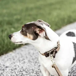 Outlet Kentucky Dogwear - Laisse pour chien nylon tressé Plaited Nylon 120 cm Beige