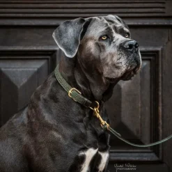 Discount Kentucky Dogwear - Laisse pour chien nylon tressé Plaited Nylon 120 cm olive Vert