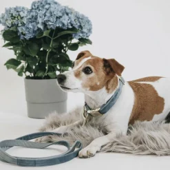 Discount Kentucky Dogwear - Laisse pour chiens Velvet 120 cm clair Bleu