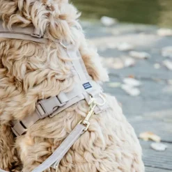 Discount Kentucky Dogwear - Laisse pour chien Velvet 2m beige