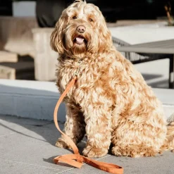 Kentucky Dogwear - Laisse pour chien Velvet 2m Orange Sale