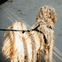 Kentucky Dogwear - Laisse pour chien Velvet 2m noir Online