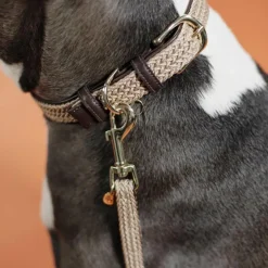 Clearance Kentucky Dogwear - Laisse pour chien nylon tressé Plaited Nylon 200 cm Beige