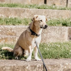 Kentucky Dogwear - Laisse pour chien nylon tressé Plaited Nylon 120 cm Gris Discount