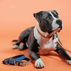 Clearance Kentucky Dogwear - Laisse de nylon tressé Plaited Nylon 200 cm Orange