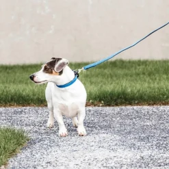 Kentucky Dogwear - Laisse pour chien Plaited Nylon 120 cm clair Bleu Hot