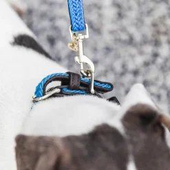 Kentucky Dogwear - Laisse pour chien Plaited Nylon 120 cm clair Bleu Hot