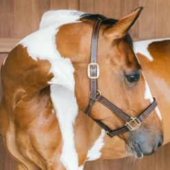 Kentucky Horsewear - Licol en cuir Wellington brun Marron Hot