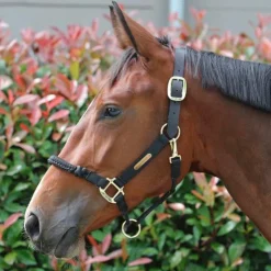 Best Kentucky Horsewear - Licol cheval Control Noir