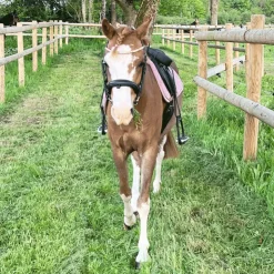 Discount Kentucky Horsewear - Tapis de selle Velvet Jumping Vieux pour minis Rose