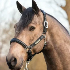 LeMieux - Licol Capella Noir Sale