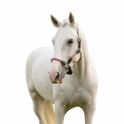 Sale LeMieux - Licol pour chevaux Ropella cranberry Rose