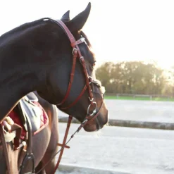 Lexington - Bridon Tucson Croisé avec rênes camel