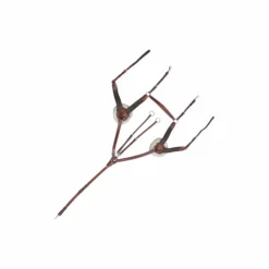 Lexington - Collier De Chasse 5 Points Outlet