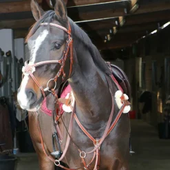 Lexington - Collier De Chasse 5 Points Outlet