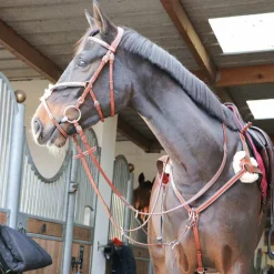 Lexington - Collier De Chasse 5 Points Outlet