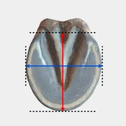 Michel Vaillant - Hipposandale Floating boots trainer antérieurs