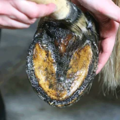 Nacricare - Onguent pour sabots repousse de la corne Active Corne Hot