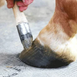 Nacricare - Onguent pour sabots repousse de la corne Active Corne Hot