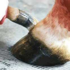 Nacricare - Onguent pour sabots repousse de la corne Active Corne Hot