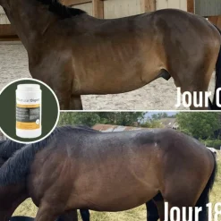 Clearance Natural' Innov - Complément digestif Natural'Digest