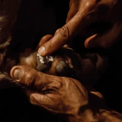 Hot Nellumbo - Baume naturel coussinets pour chiens Vert