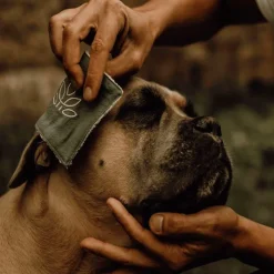 Sale Nellumbo - Lotion nettoyante zones sensibles pour chiens