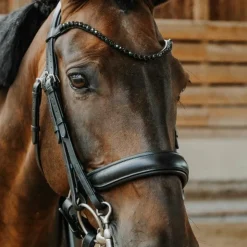 Online Norton - Bridon de dressage Onyx Noir