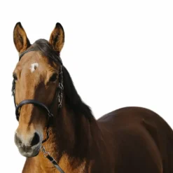 Discount Norton - Bridon/ licol Training Noir