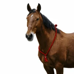 Clearance Norton - Cordelette/ Collier éthologique Marine