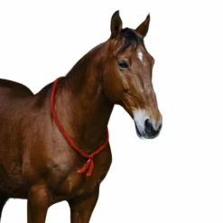 Norton - Cordelette/ Collier éthologique Marron Online