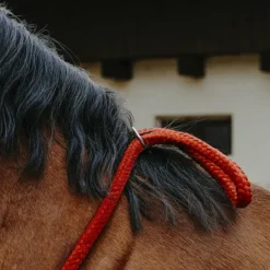 Norton - Cordelette/ Collier éthologique Noir New