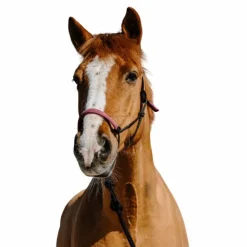 Norton - Ensemble licol éthologique et longe Suède / rose Noir Hot