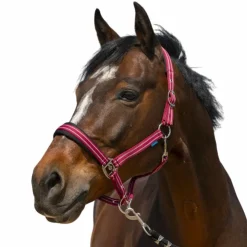 Norton - Licol 4 Lines Bordeaux