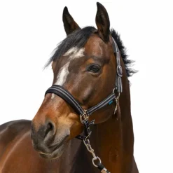 Norton - Licol 4 Lines Noir Online