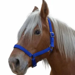 Outlet Norton - Licol cheval de trait "PRO" bleu roi