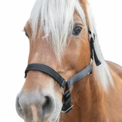 Outlet Norton - Licol cheval de trait noir