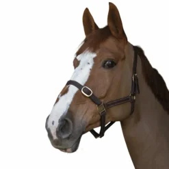 Sale Norton - Licol club Cuir havane Marron