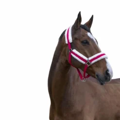 New Norton - Licol Confort framboise