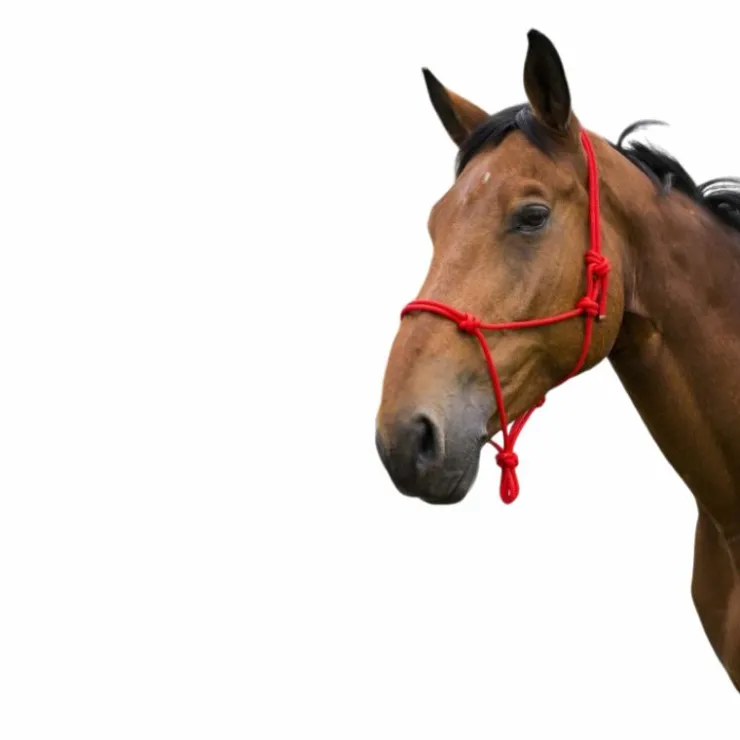 Discount Norton - Licol corde First Rouge