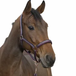 New Norton - Licol et longe brillant prune/ marine/ or rose Bordeaux