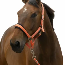 Norton - Licol et longe Large corail Orange Clearance