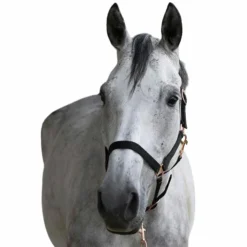 Sale Norton - Licol et longe nylon rose gold/ Noir