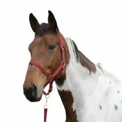 Norton - Licol et longe nylon rose gold/ Bordeaux Clearance